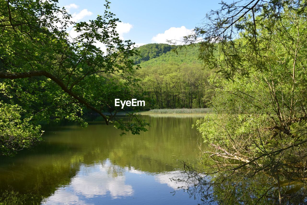Reflection of trees in lake