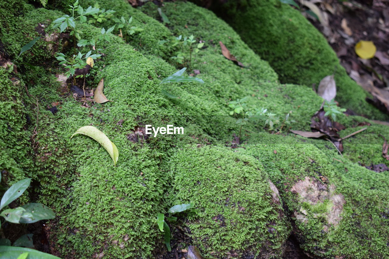 HIGH ANGLE VIEW OF GREEN PLANTS IN SUNLIGHT