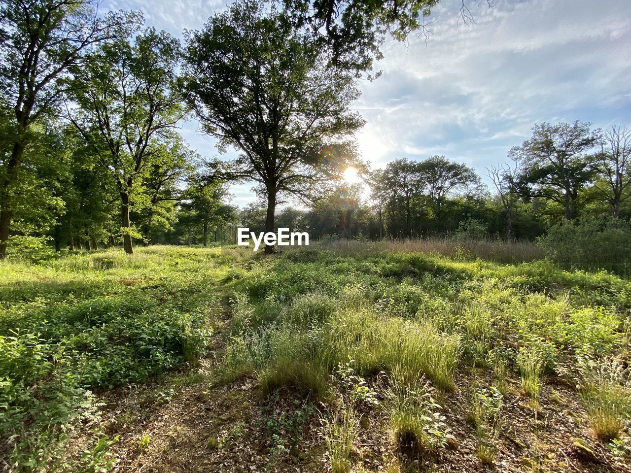 TREES GROWING ON FIELD