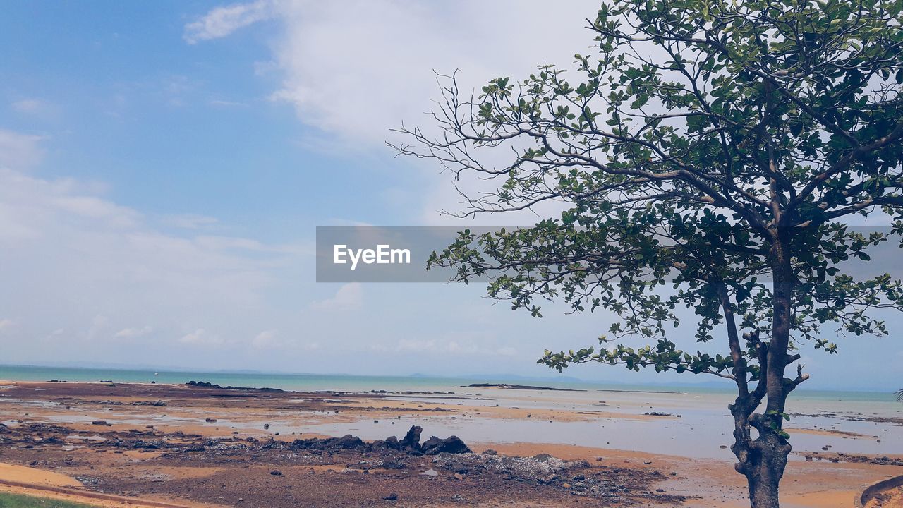 TREE ON BEACH AGAINST SKY