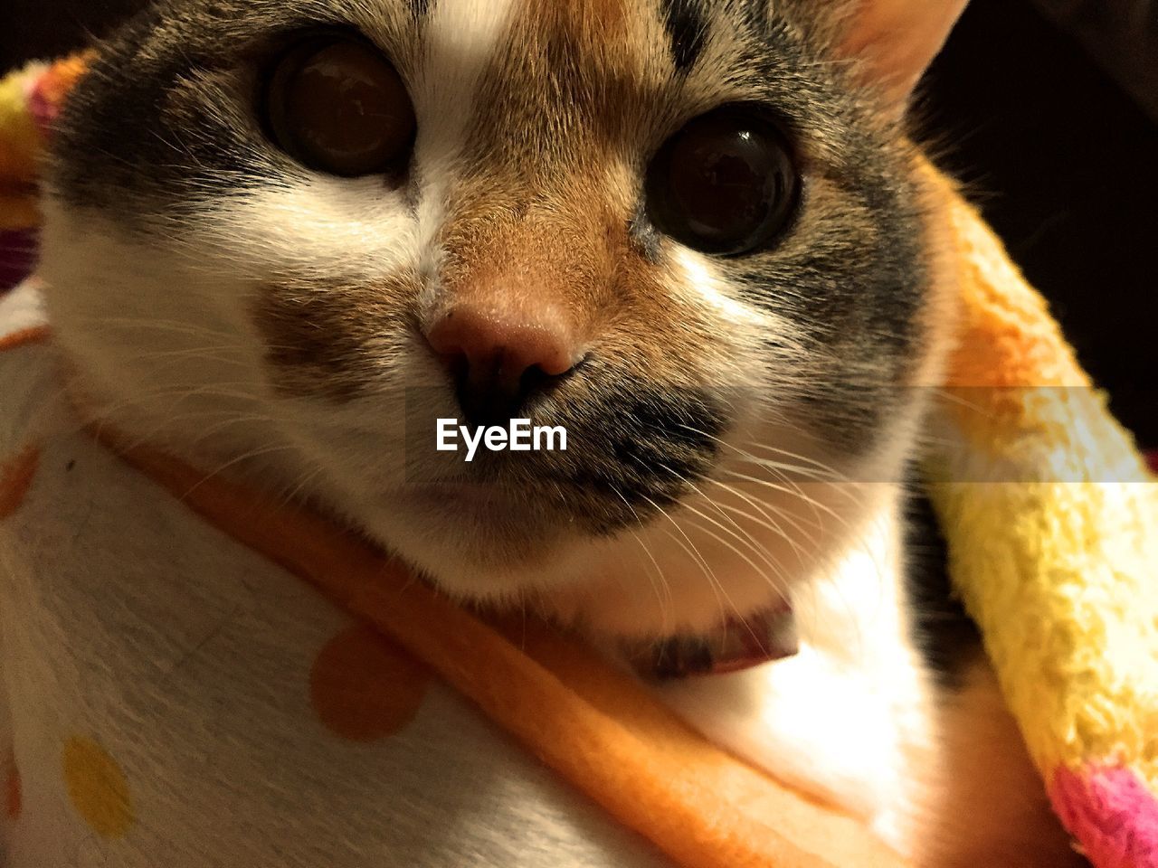 PORTRAIT OF CAT