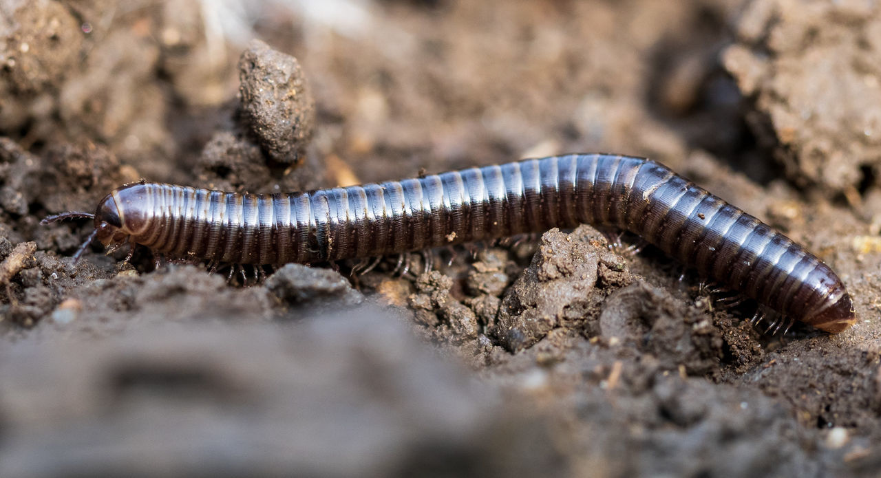 animal themes, animal, animal wildlife, wildlife, one animal, soil, close-up, insect, nature, centipede, no people, macro photography, worm, land, selective focus, outdoors, environment, dirt, day