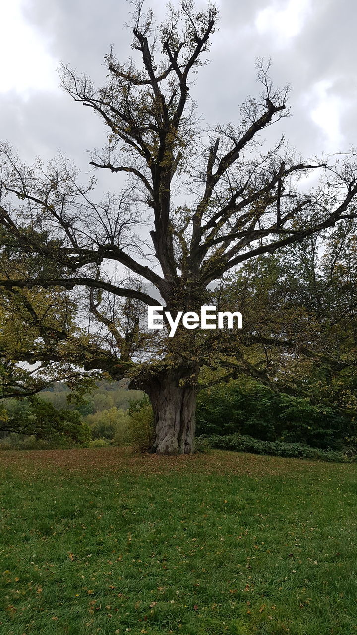 VIEW OF TREE ON FIELD
