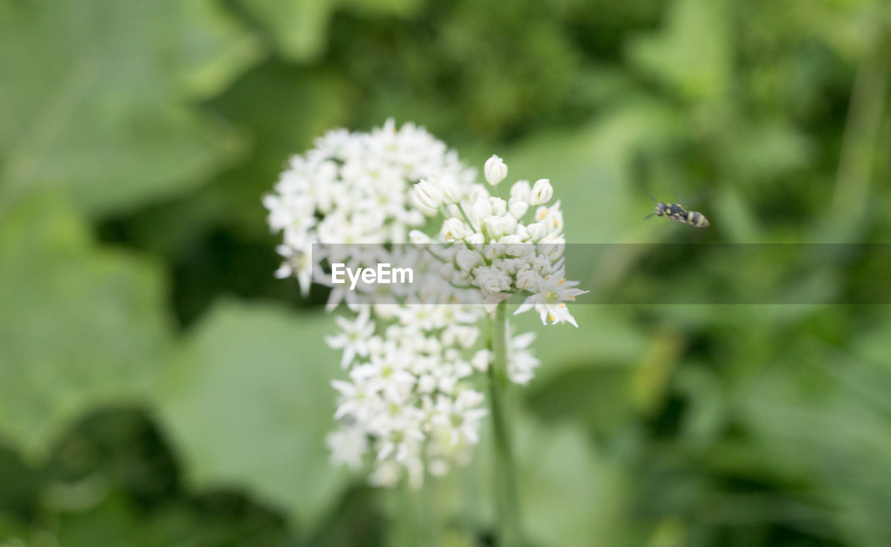 CLOSE-UP OF INSECT ON PLANT