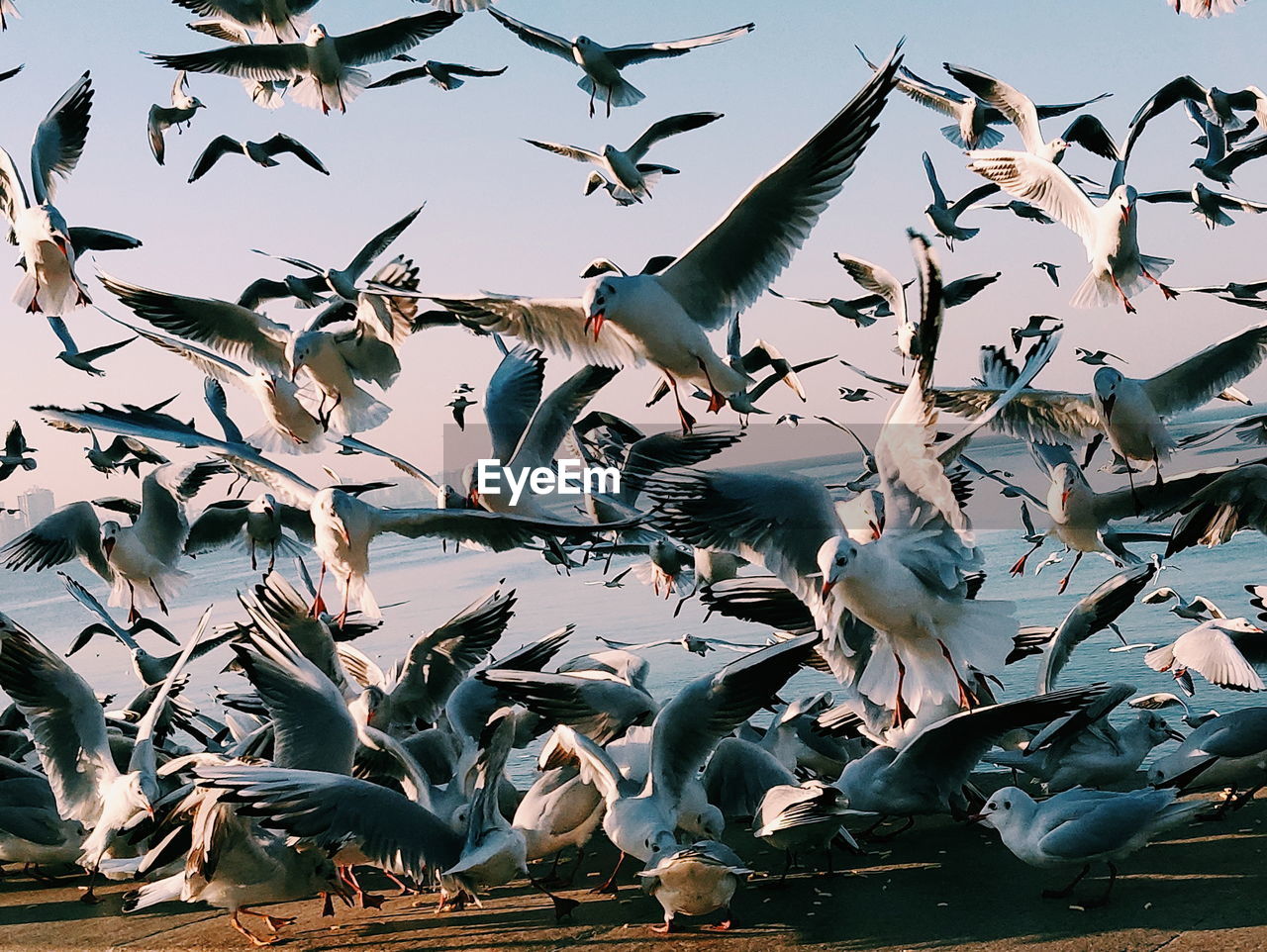 LOW ANGLE VIEW OF SEAGULLS FLYING IN THE SKY