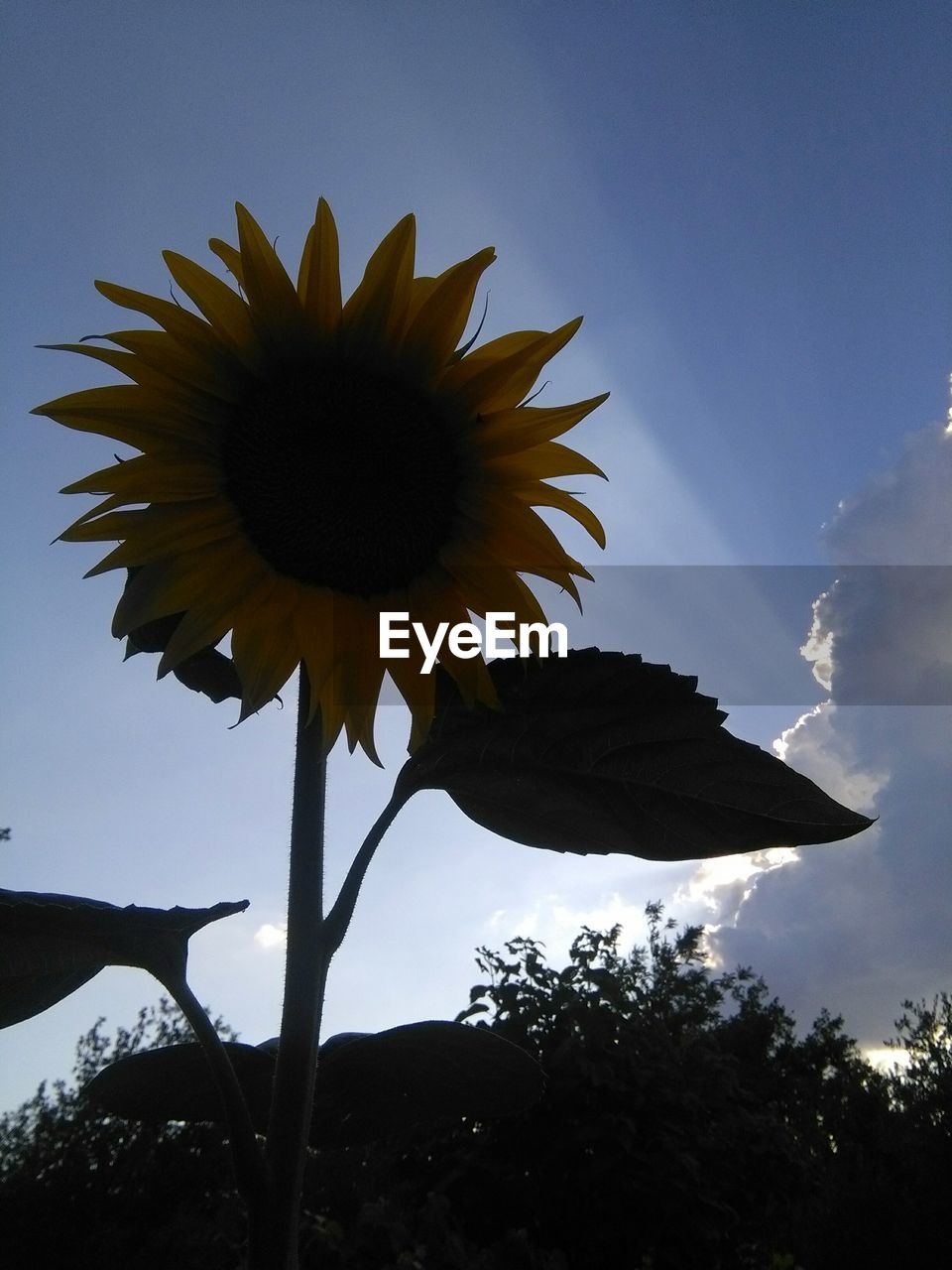 LOW ANGLE VIEW OF SUNFLOWERS AGAINST SKY