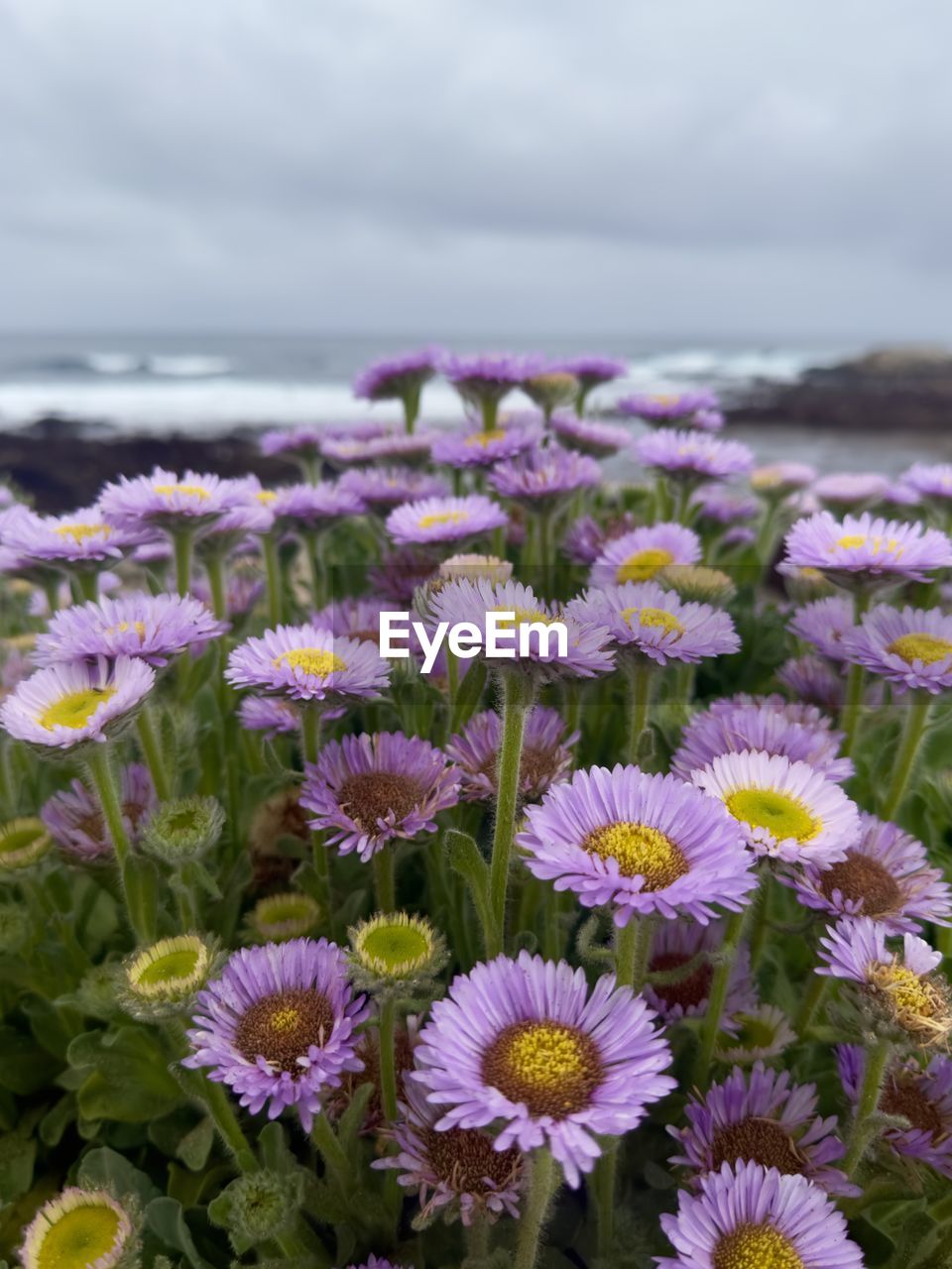 flower, flowering plant, plant, beauty in nature, freshness, nature, sky, cloud, fragility, land, growth, water, flower head, field, no people, close-up, sea, inflorescence, petal, meadow, wildflower, focus on foreground, daisy, scenics - nature, purple, environment, horizon, day, outdoors, landscape, overcast, tranquility, springtime, beach, botany, travel destinations, blossom, multi colored