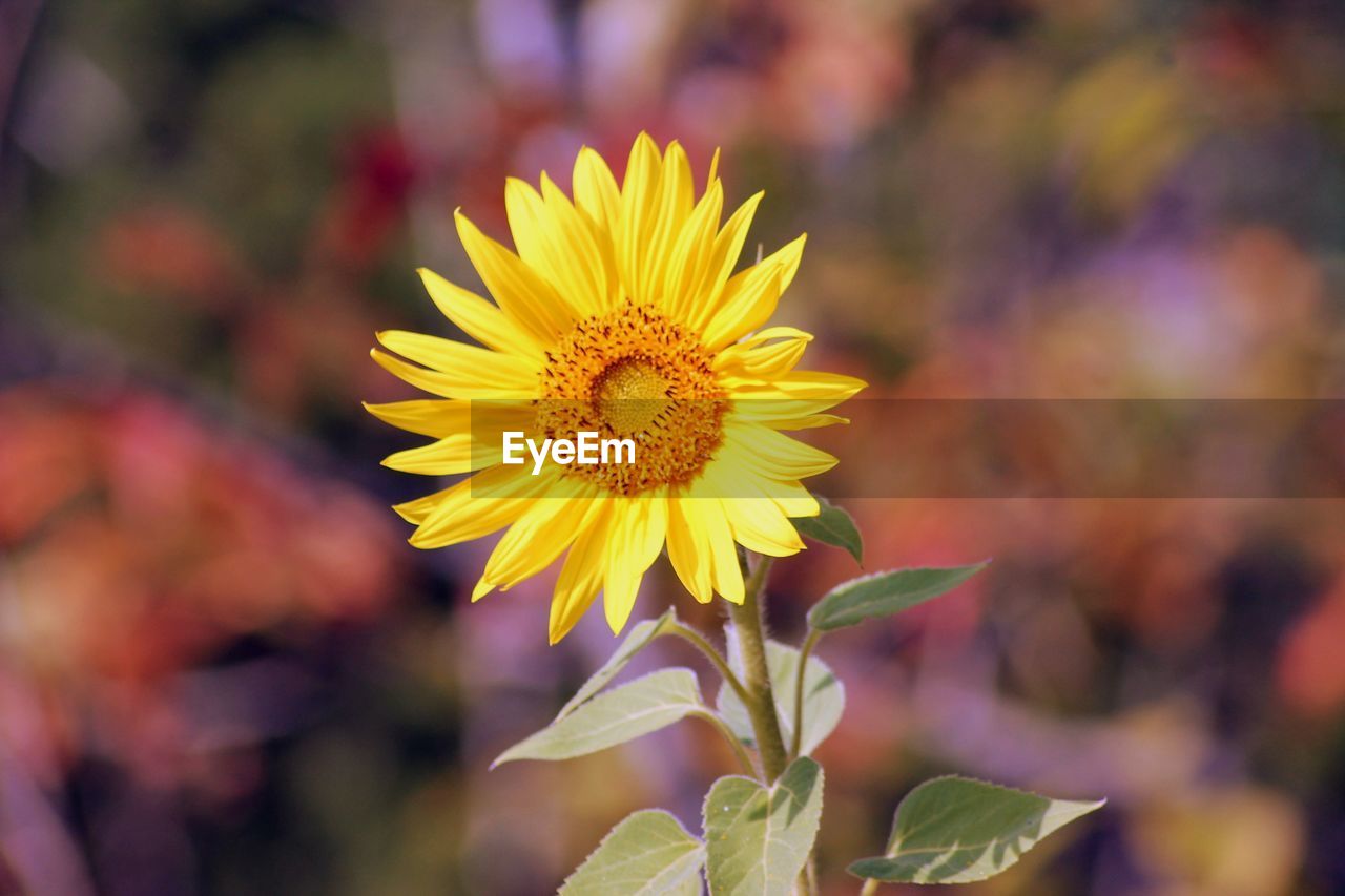 Close-up of yellow flower blooming outdoors