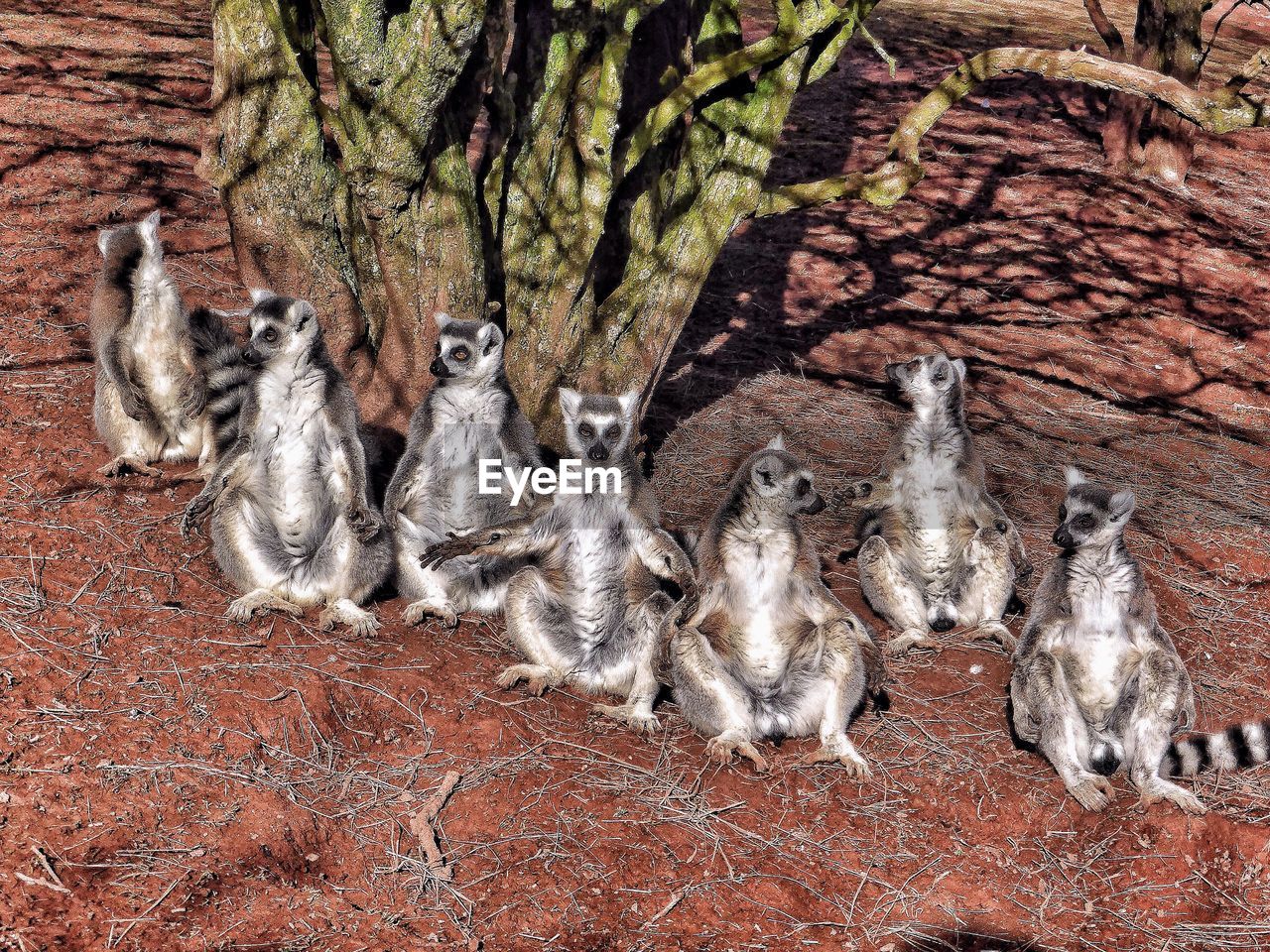 High angle view of ring-tailed lemurs sitting by tree on sunny day