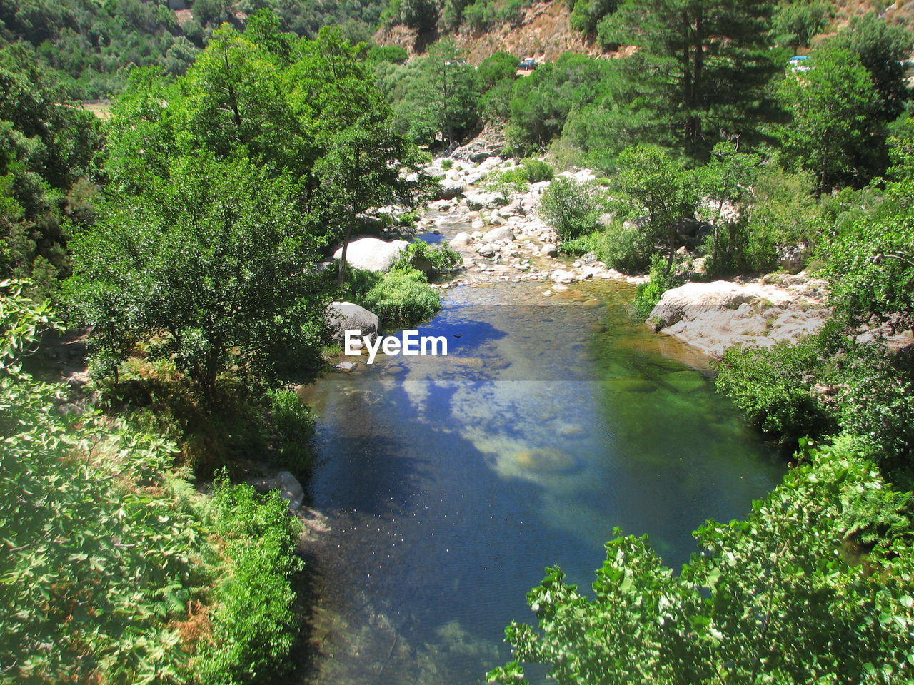 HIGH ANGLE VIEW OF TREES