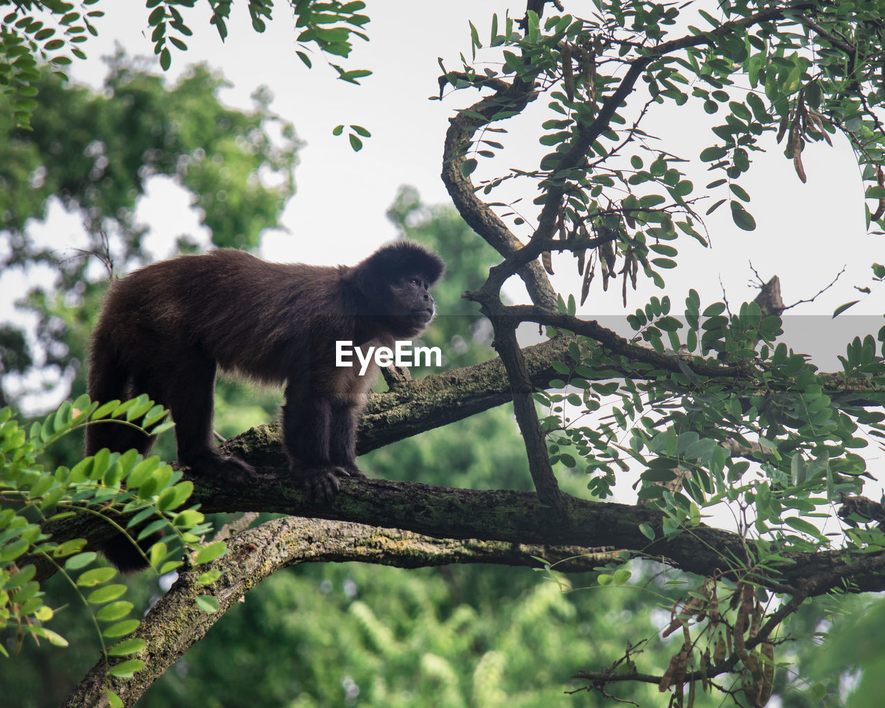 LOW ANGLE VIEW OF A MONKEY SITTING ON TREE