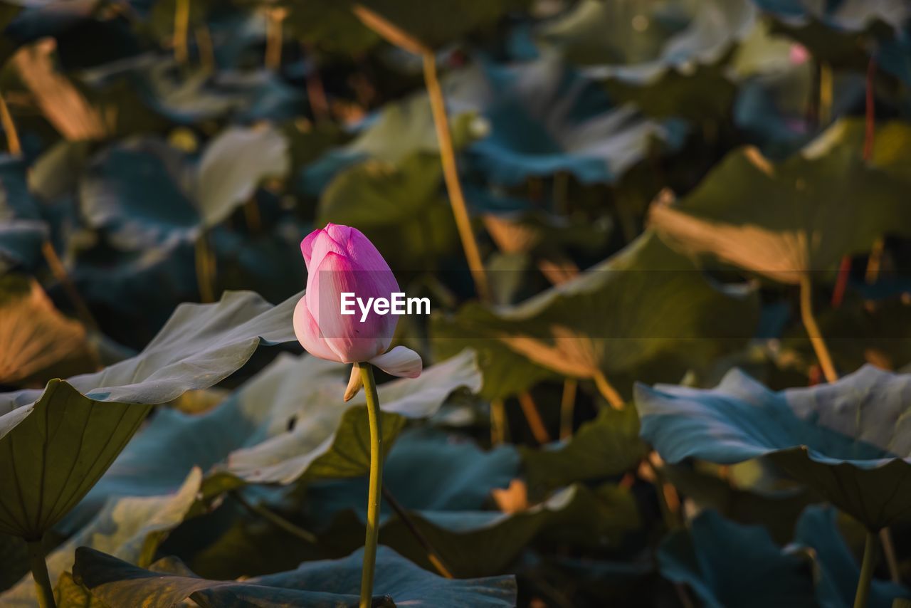 CLOSE-UP OF PINK LOTUS WATER LILY IN GARDEN