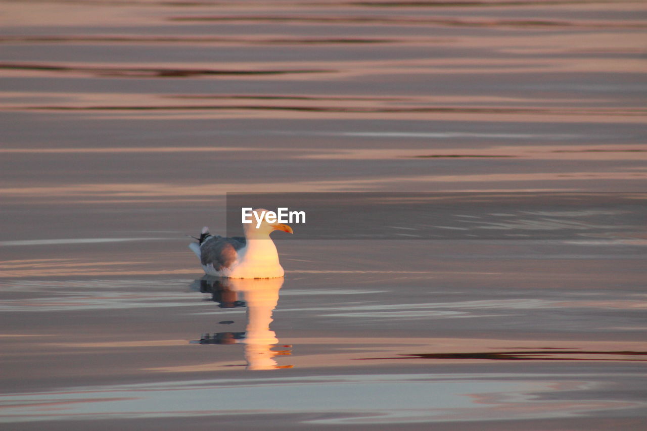 BIRD SWIMMING IN LAKE