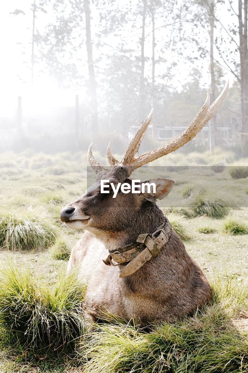 DEER ON FIELD