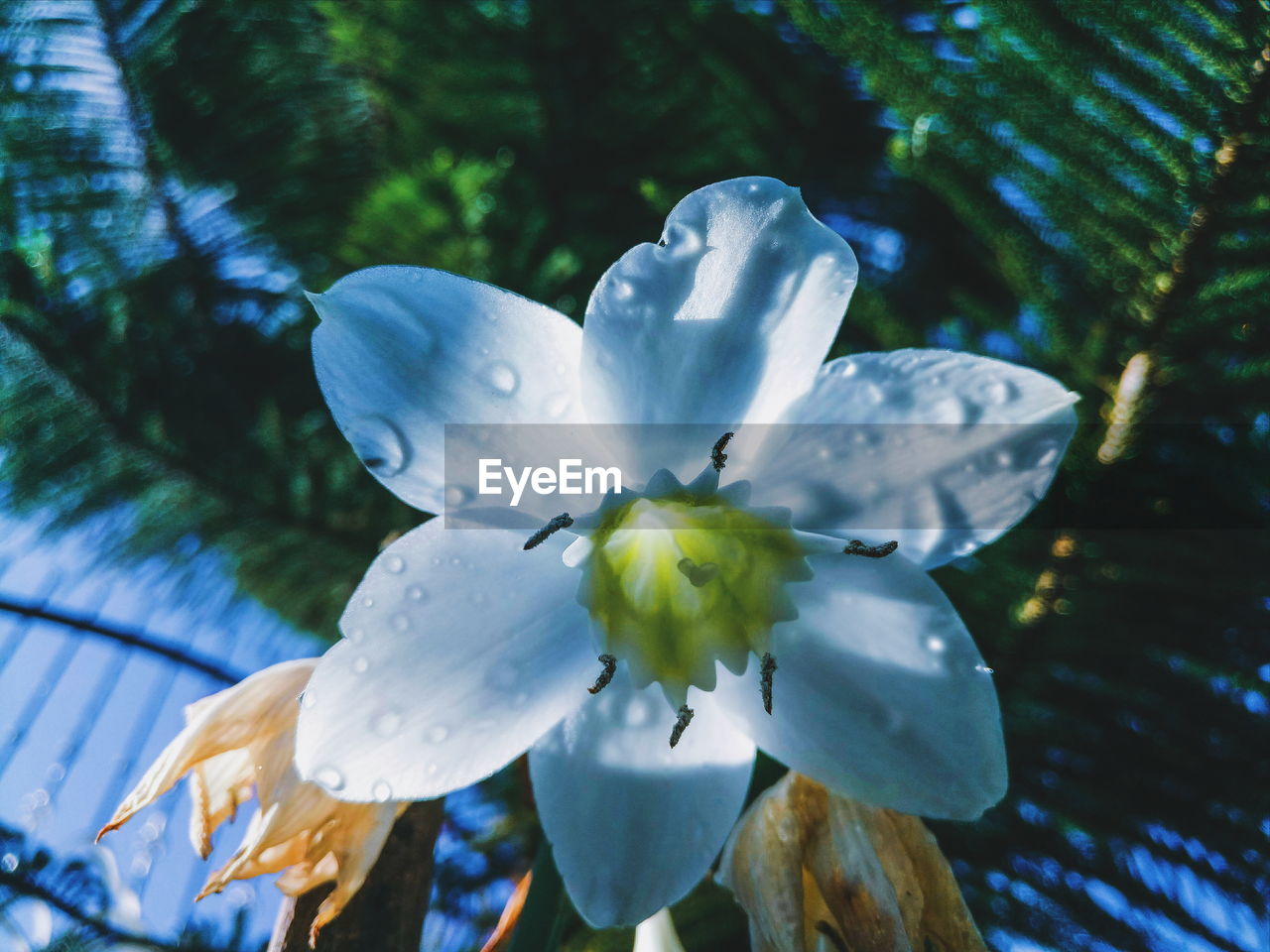 CLOSE-UP OF FLOWER BLOOMING IN PARK