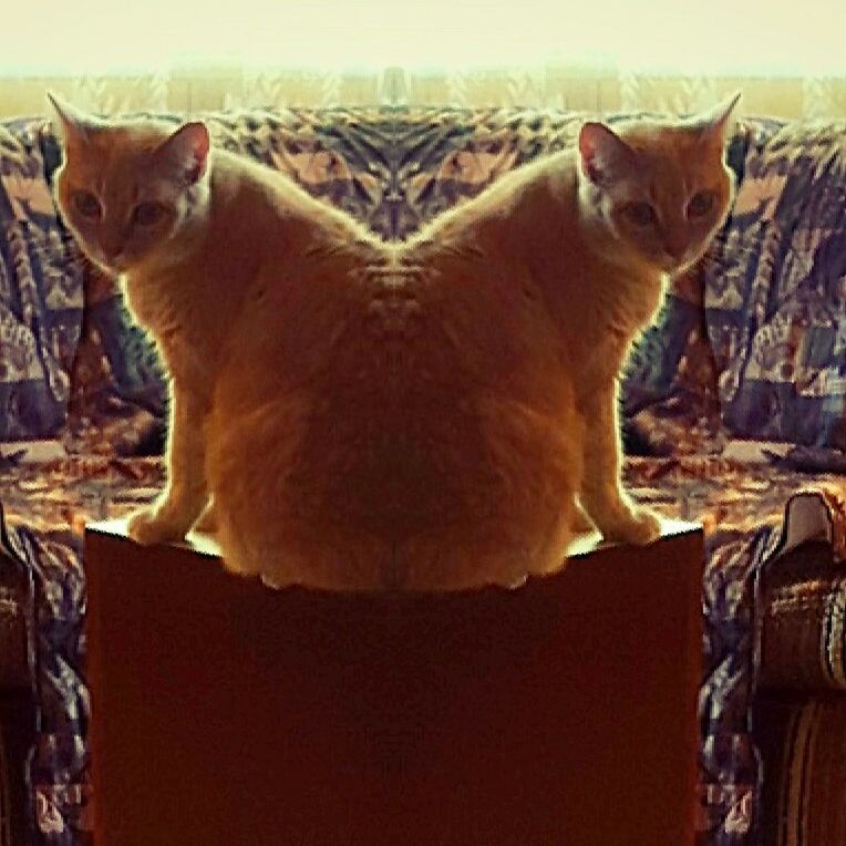 PORTRAIT OF CAT LOOKING AWAY