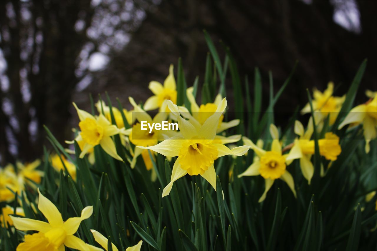 CLOSE-UP OF YELLOW FLOWERS