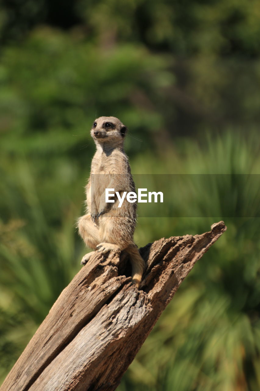 Close-up of meerkat on tree