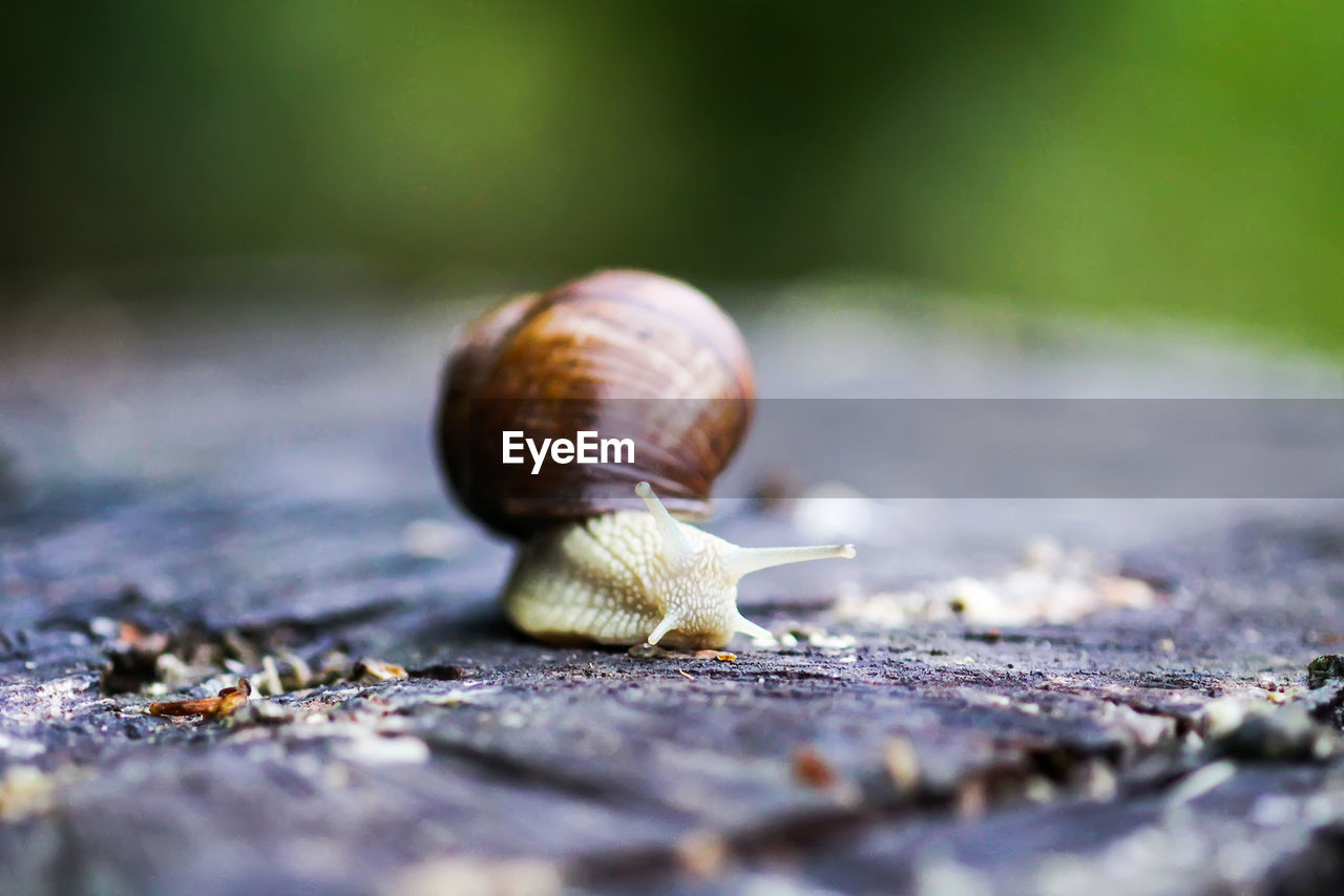 CLOSE-UP OF SNAIL ON ROCK