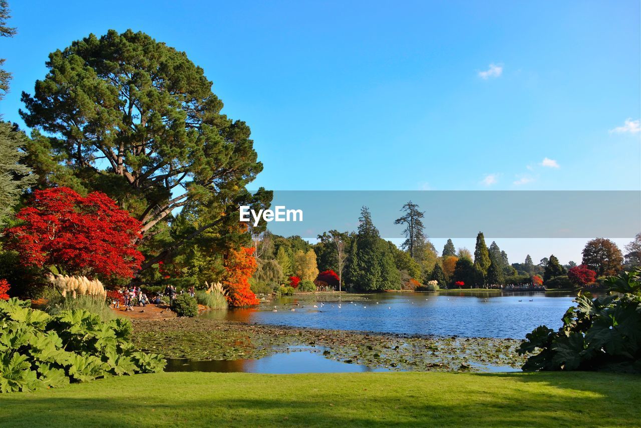 Scenic view of lake surrounded by trees in park