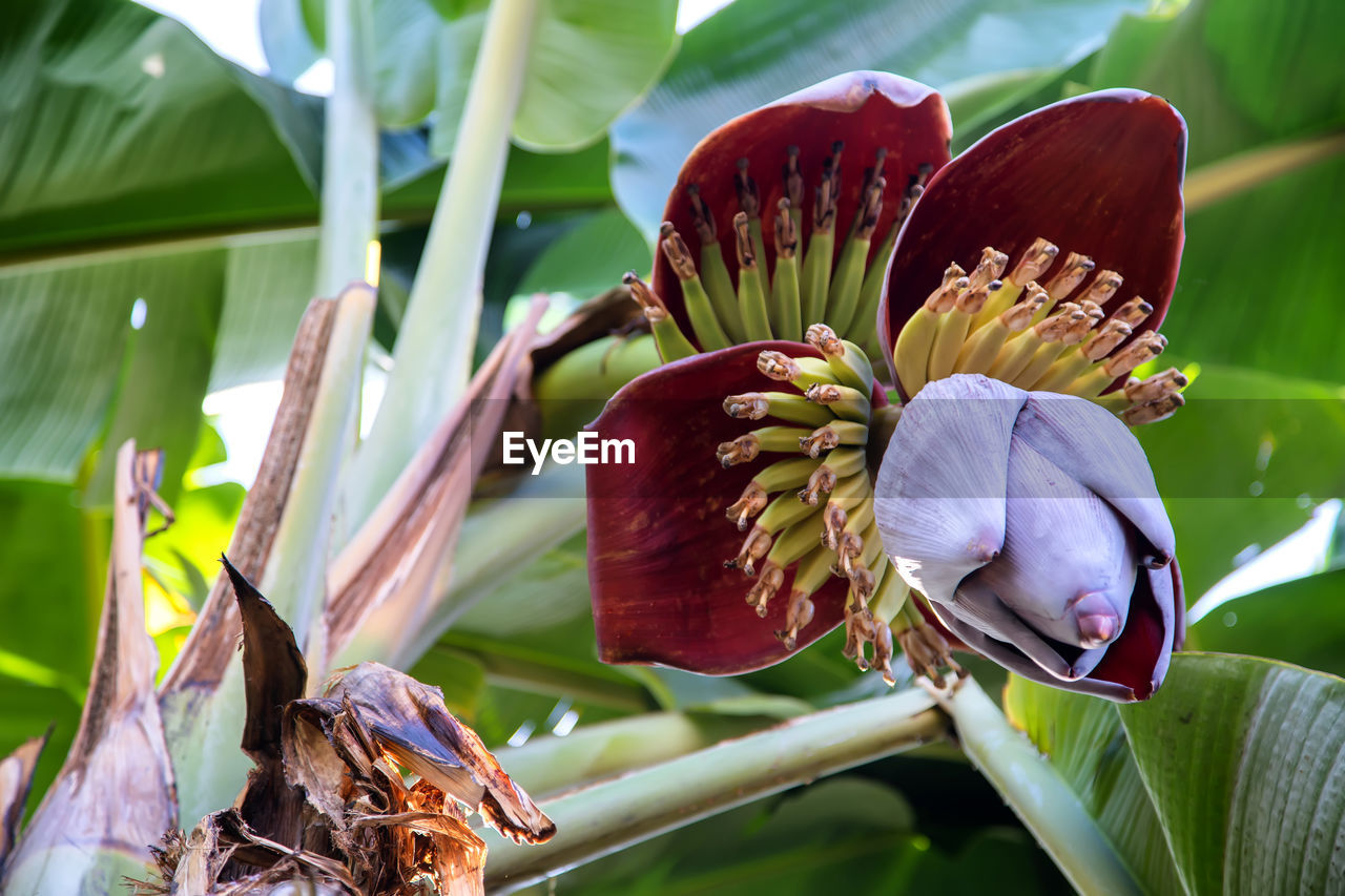 plant, flower, flowering plant, beauty in nature, nature, leaf, plant part, growth, freshness, close-up, no people, green, food, petal, macro photography, tropical climate, fragility, flower head, food and drink, outdoors, environment, inflorescence, botany, environmental conservation