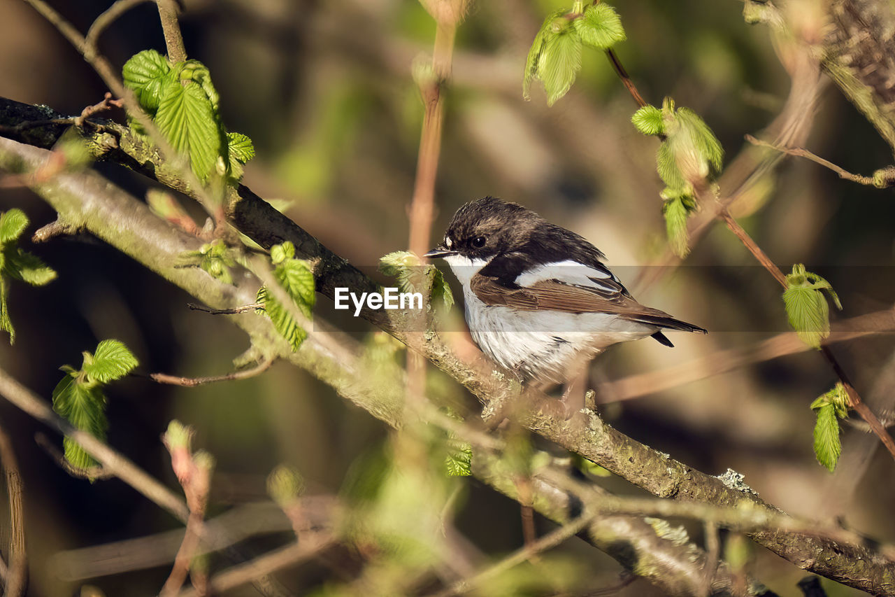 CLOSE-UP OF A BIRD PERCHING ON BRANCH