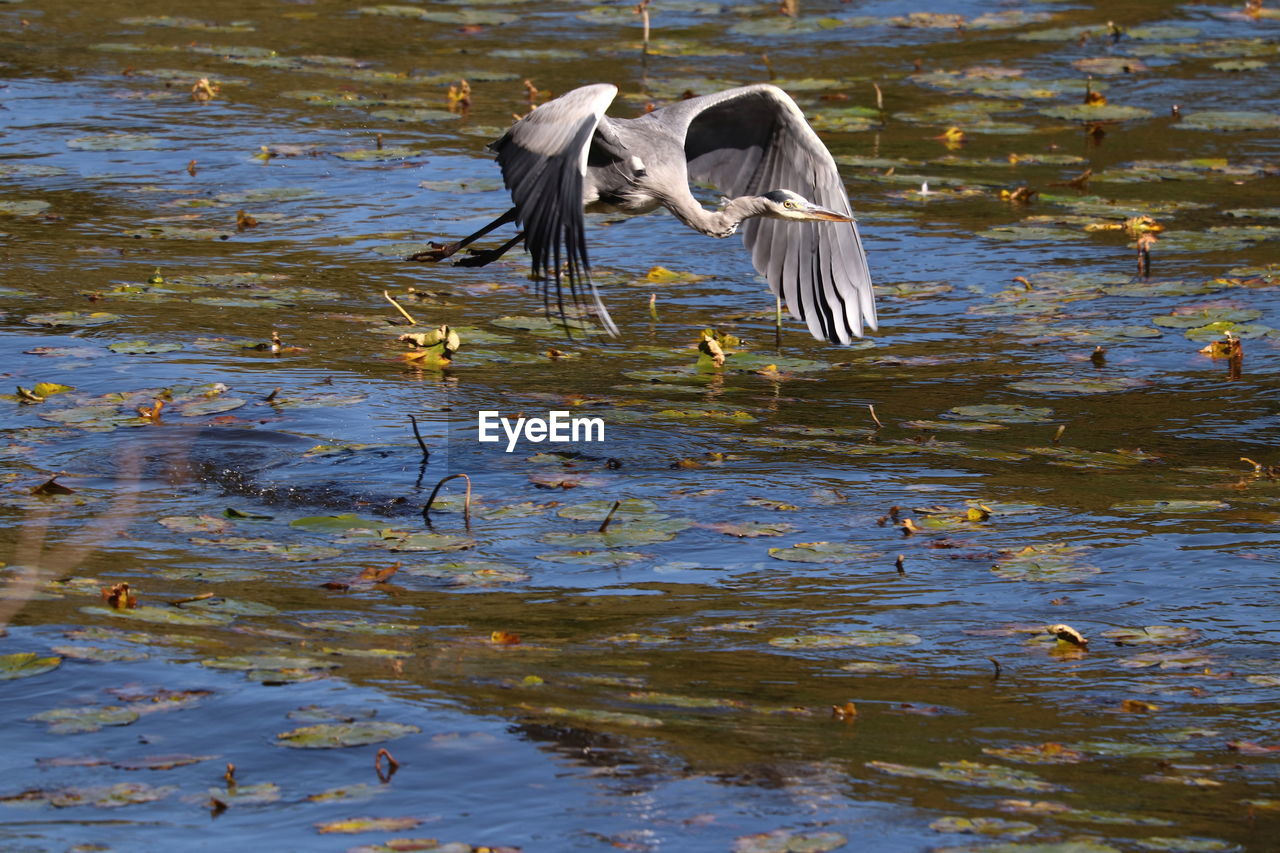 VIEW OF BIRDS IN LAKE