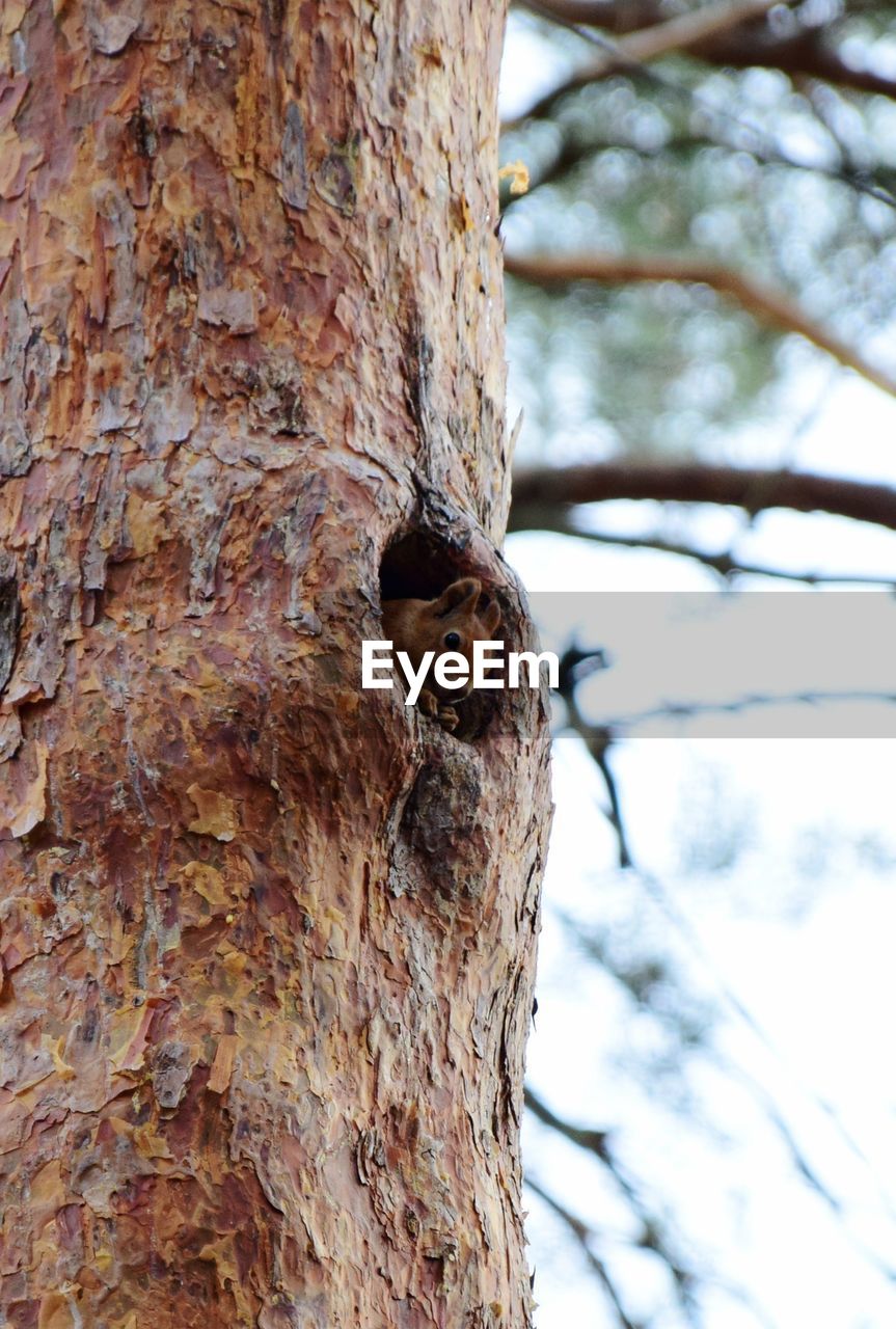 CLOSE-UP OF A TREE TRUNK IN SNOW