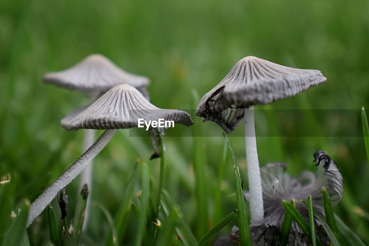 Incredible close-up of mushrooms growing in yard. wild ink cap mushrooms in grass in utah, usa.