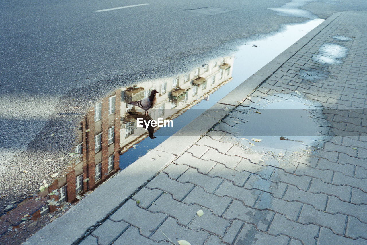 High angle view of pigeon in puddle