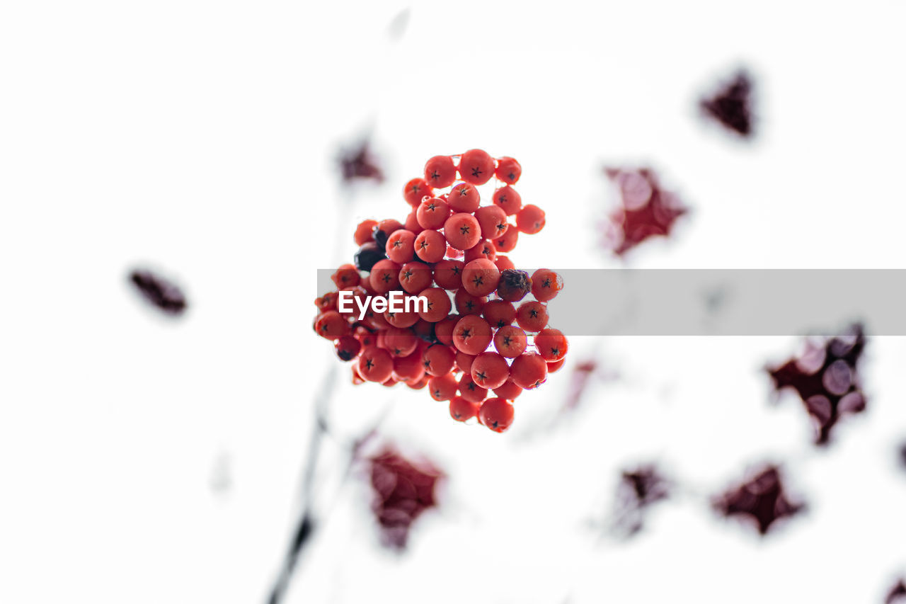 CLOSE-UP OF FROZEN RED BERRIES AGAINST WHITE BACKGROUND