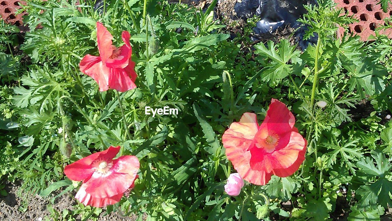 CLOSE-UP OF RED FLOWER