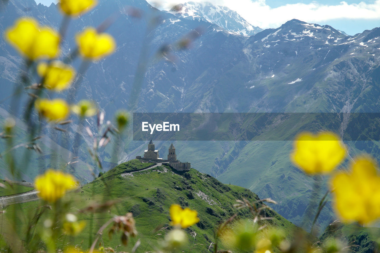 Gergeti trinity church framed by yellow flowering plants on land against mountain