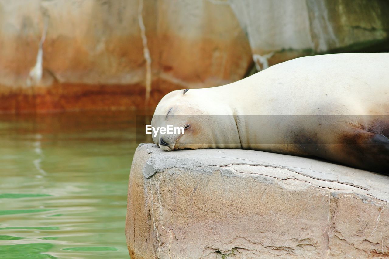 Side view of relaxed sea lion