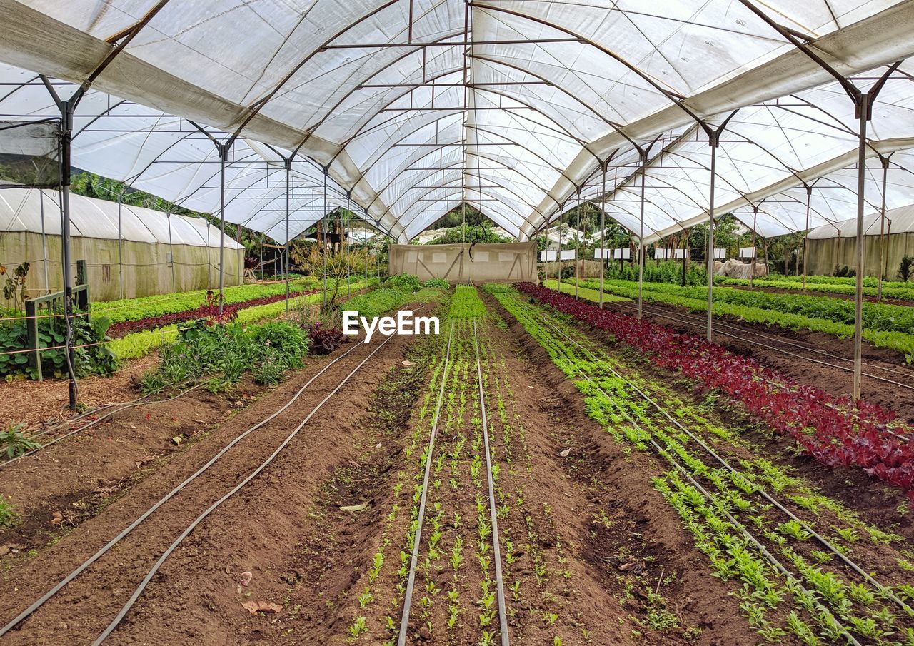 Plants growing in greenhouse