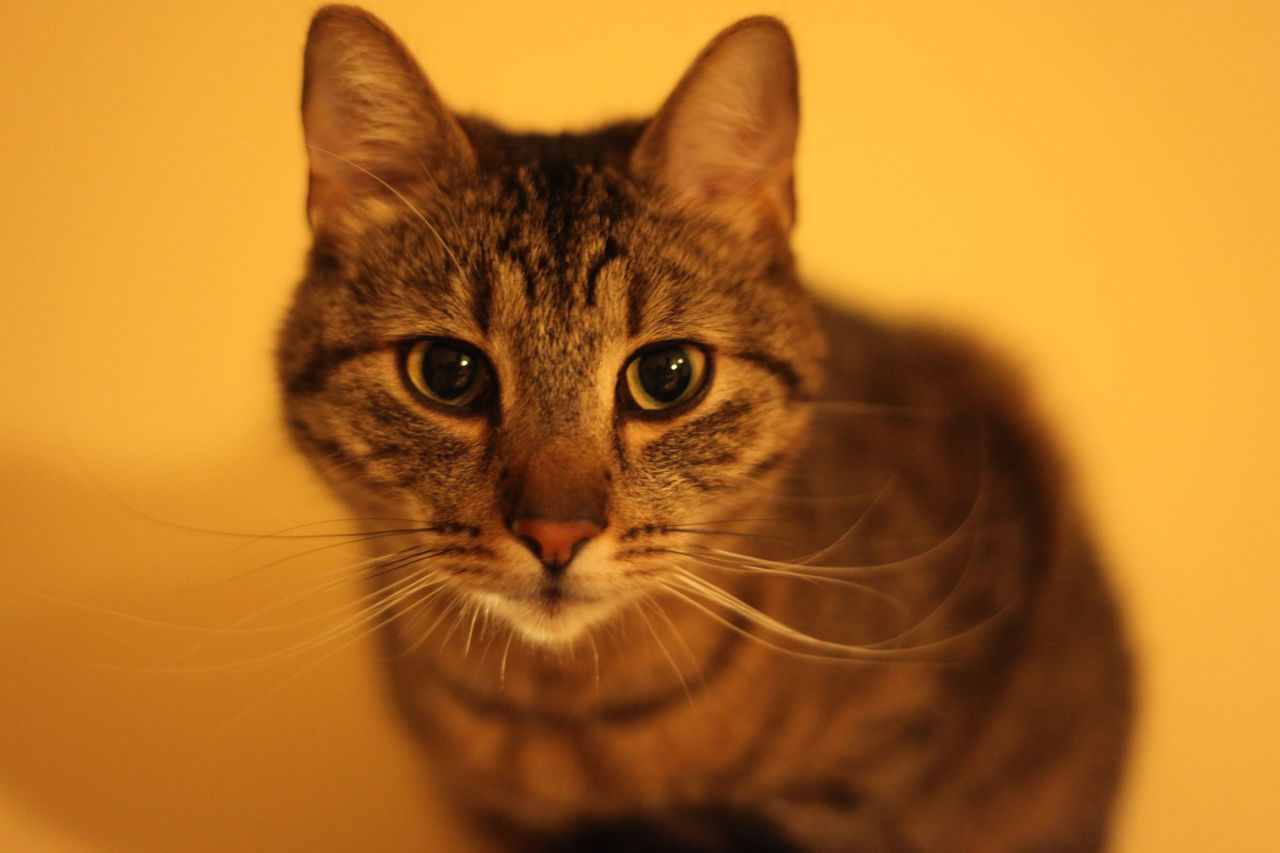 Close-up portrait of cat against orange background
