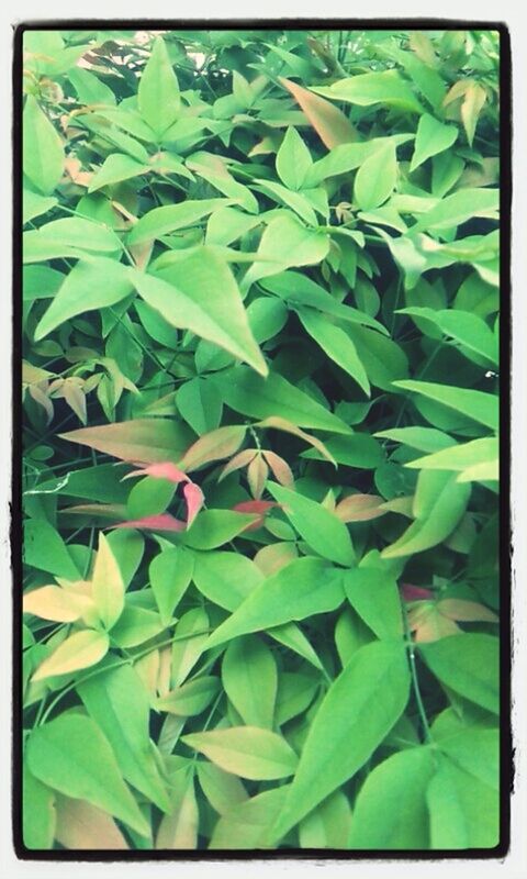 CLOSE-UP OF PLANTS