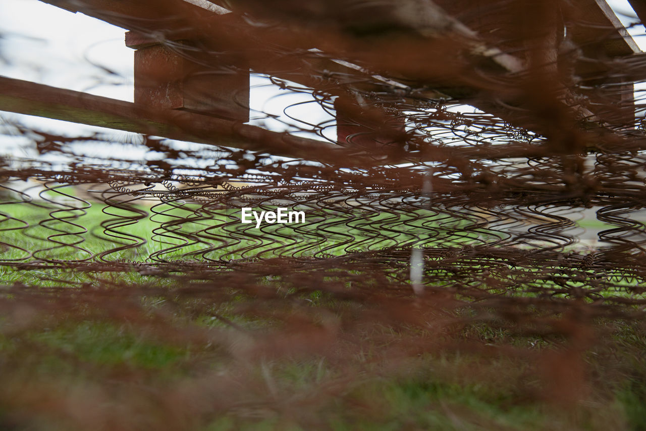 CLOSE-UP OF PLANTS ON FIELD