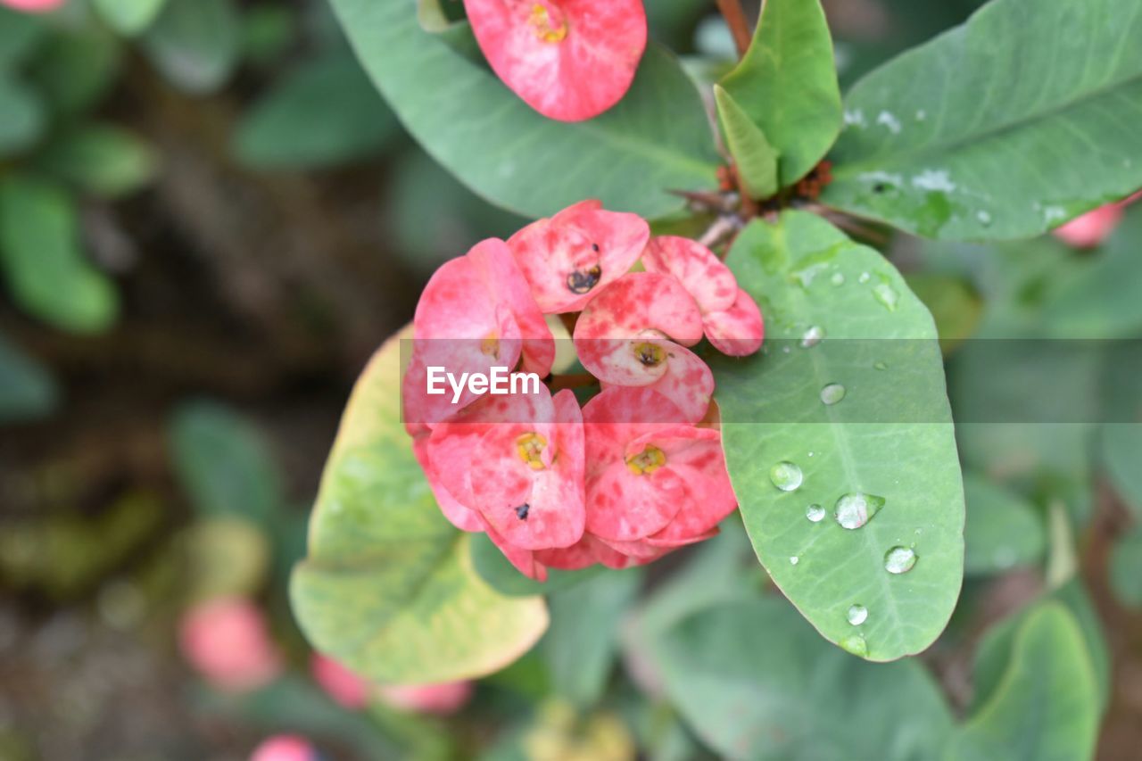 Close-up of pink rose with dew drops on leaves