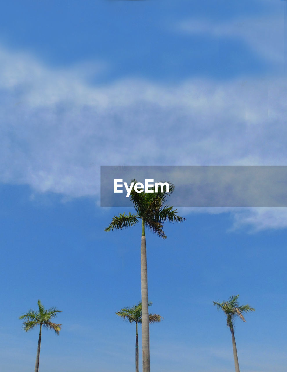 LOW ANGLE VIEW OF COCONUT PALM TREES AGAINST SKY