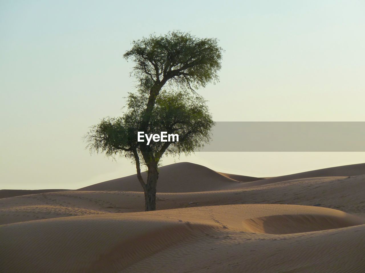 TREE ON SAND DUNE AGAINST SKY