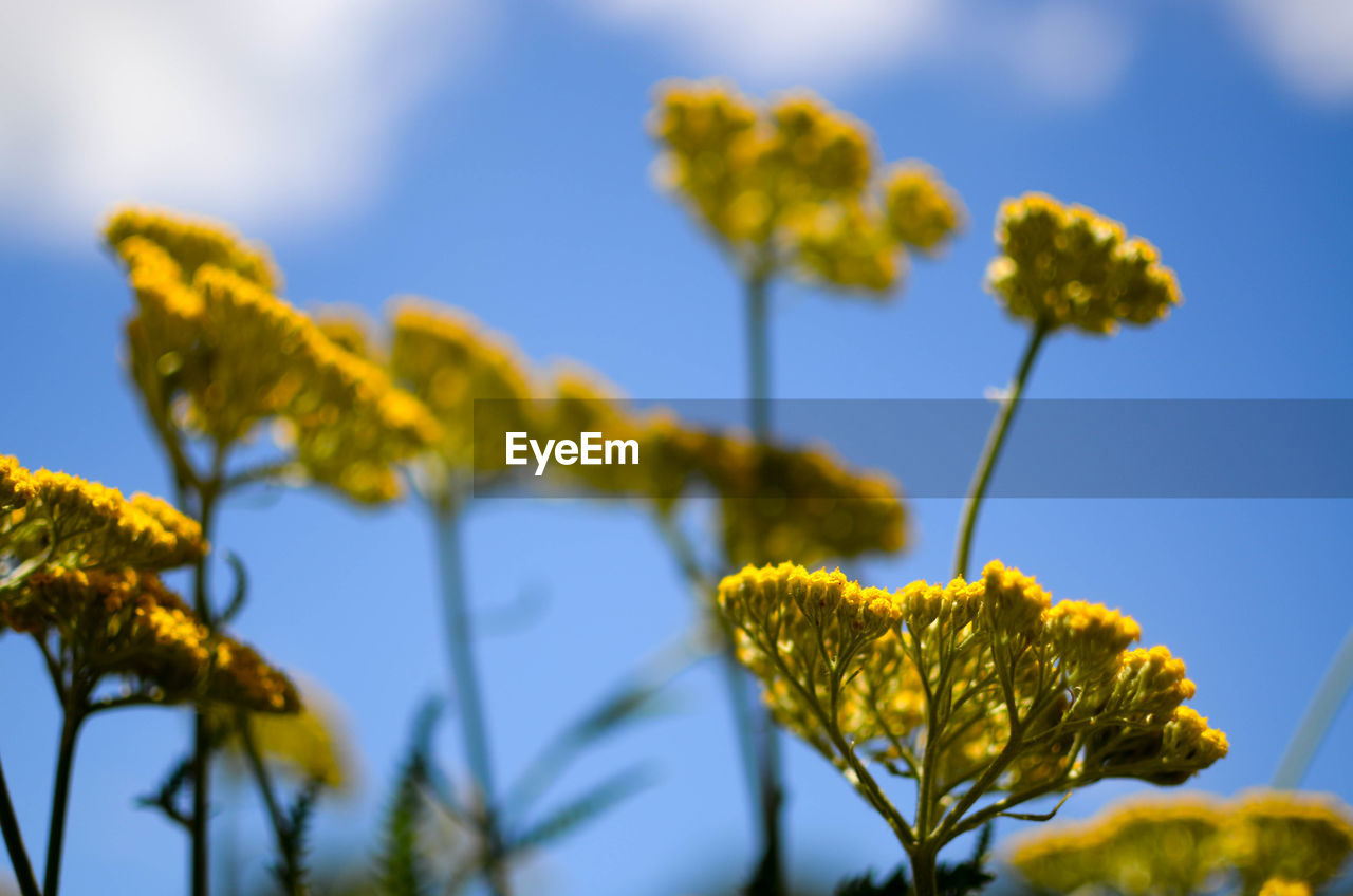 Close-up of yellow flowers against sky