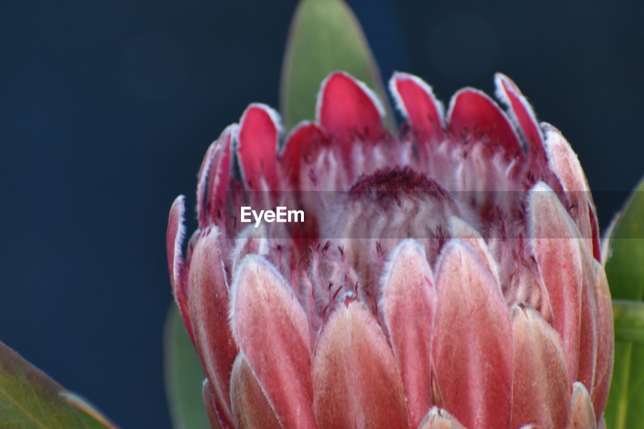 Close-up of pink flower with pollen 