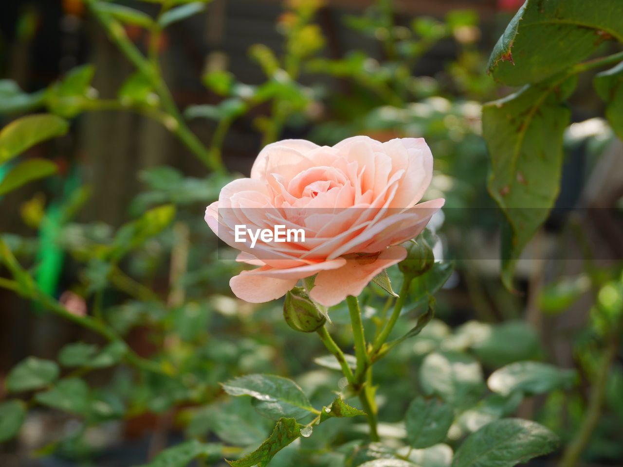 Close-up of rose
