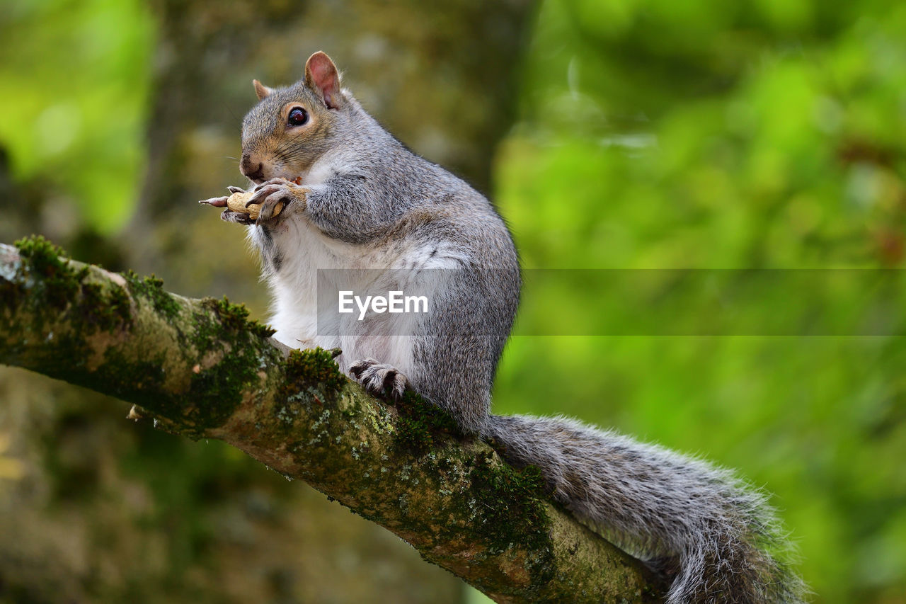 Close-up of a grey squirrel on a branch eating a nut 