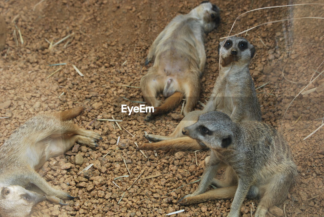 Meerkats relaxing at zoo