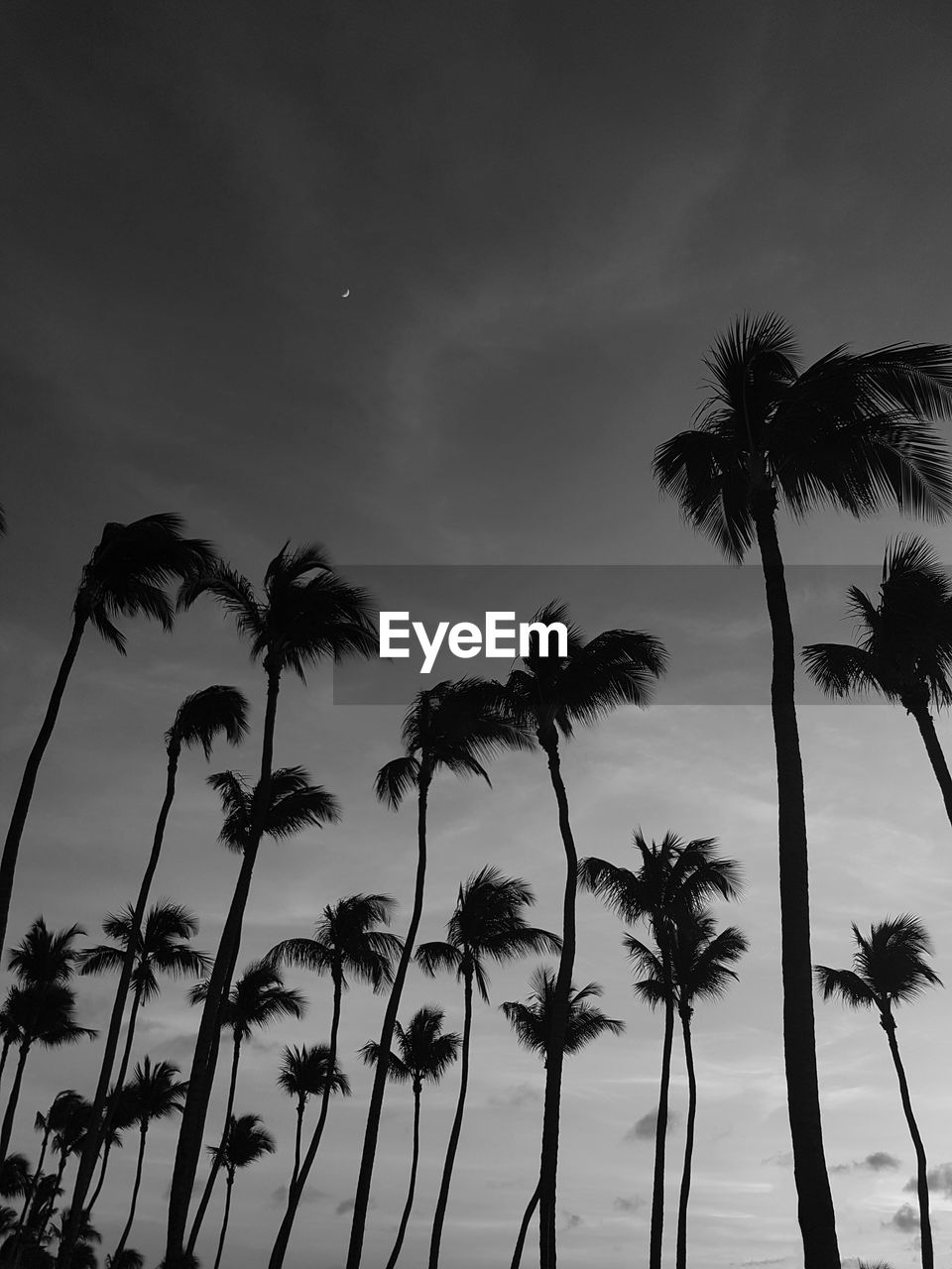 LOW ANGLE VIEW OF SILHOUETTE PALM TREES AGAINST SKY