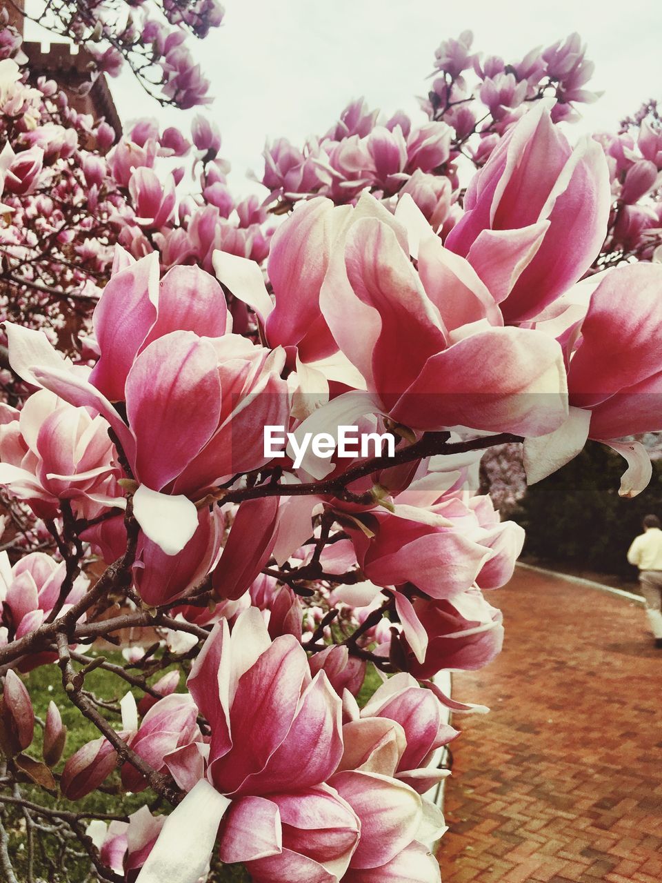 Close-up of pink flowers against the sky