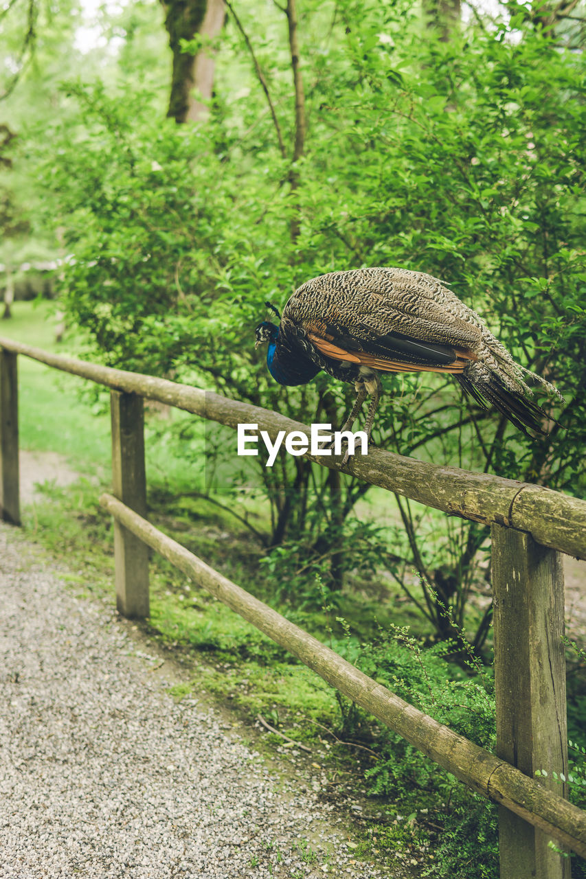 VIEW OF A BIRD ON TREE