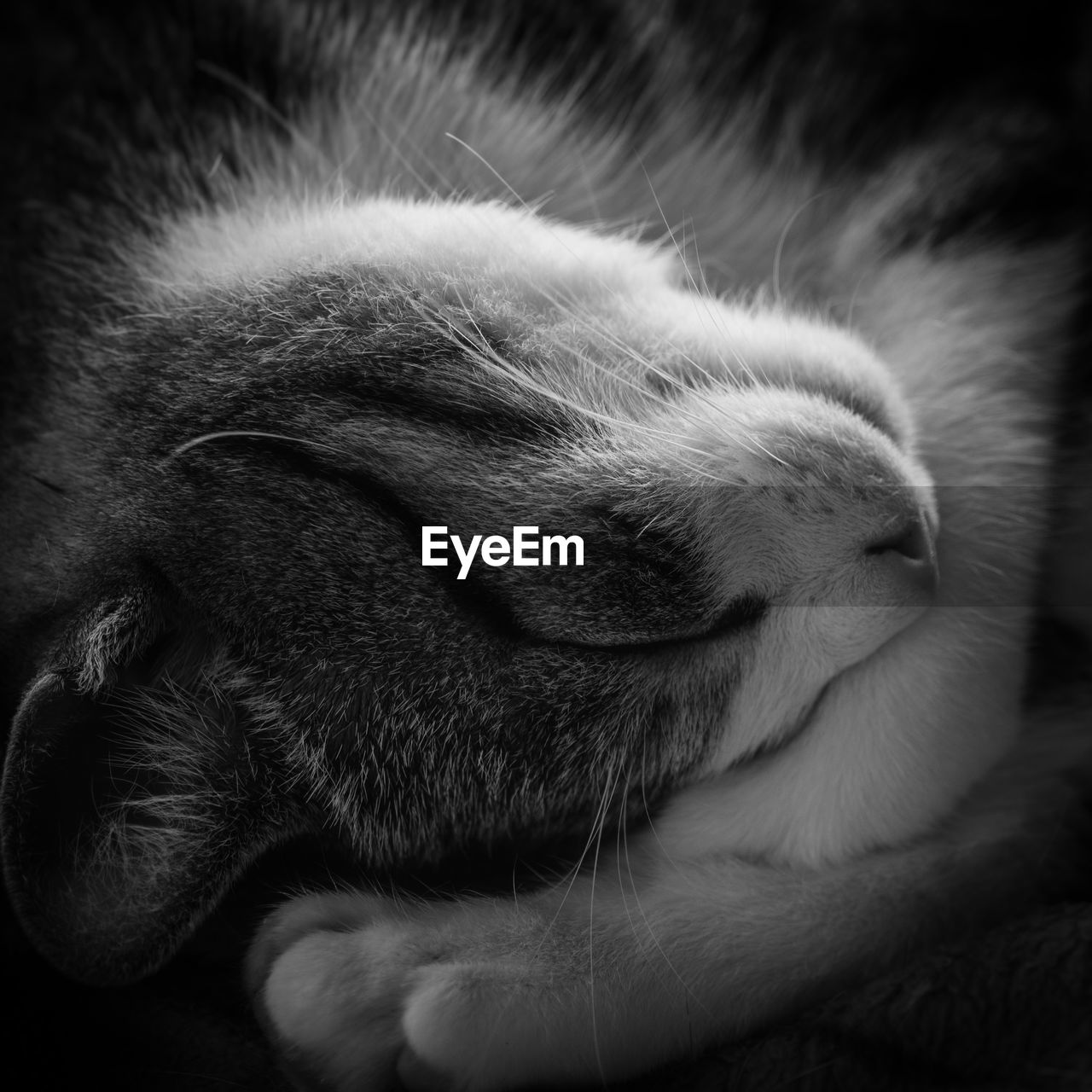 CLOSE-UP OF CAT SLEEPING OUTDOORS